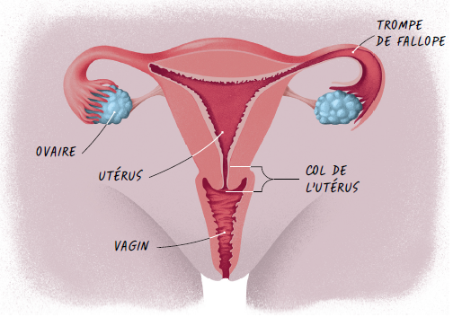 Cancers gynécologiques ICM 