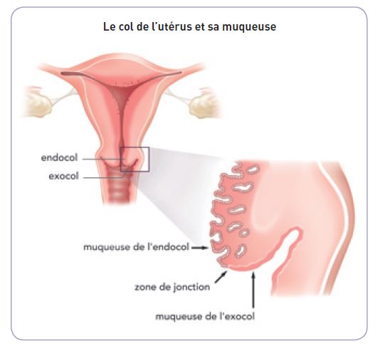Col de l'utérus et sa muqueuse