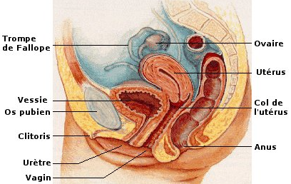 cancer gynécologique ICM 